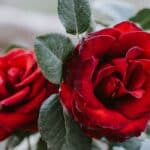 Attar Rose (2 Grams)