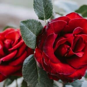 Attar Rose (2 Grams)