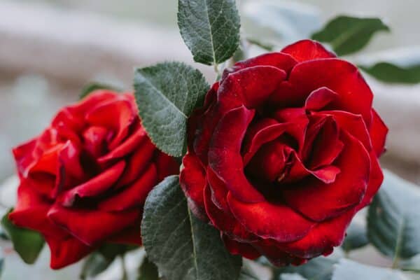 Attar Rose (2 Grams)